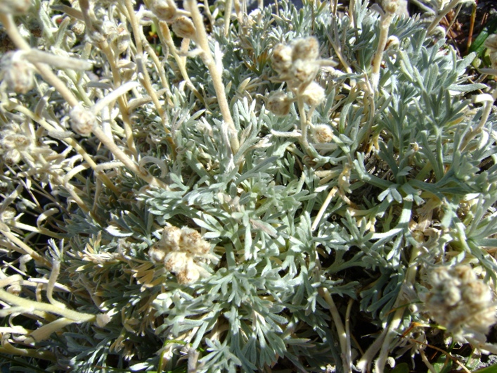 Artemisia umbelliformis ssp. eriantha / Genep appenninico